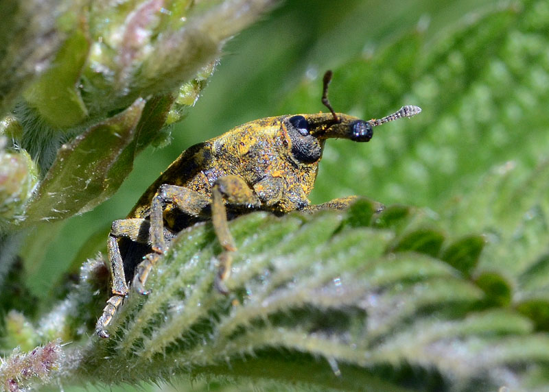 Larinus planus
